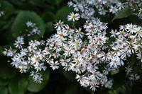 Tuinplant.nl Aster