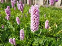 Tuinplant.nl Duizendknoop