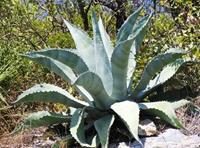 Tuinplant.nl honderdjarige aloë