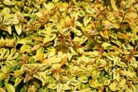 Tuinplant.nl Abelia