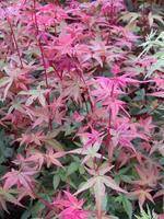 Tuinplant.nl Japanse esdoorn