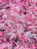 Tuinplant.nl Japanse esdoorn