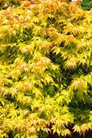 Tuinplant.nl Japanse esdoorn