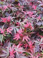 Tuinplant.nl Japanse esdoorn