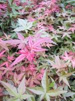 Tuinplant.nl Japanse esdoorn