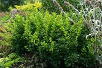 Tuinplant.nl Zuurbes