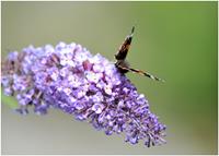 Tuinplant.nl vlinderstruik