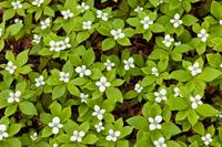 Tuinplant.nl Kornoelje