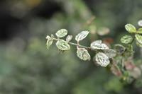 Tuinplant.nl Japanse Kardinaalshoed