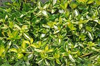 Tuinplant.nl Kardinaalshoed