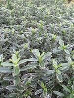 Tuinplant.nl Japanse Kardinaalshoed