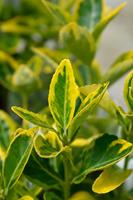 Tuinplant.nl Japanse Kardinaalshoed