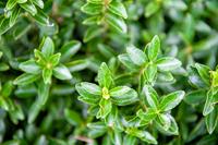 Tuinplant.nl Japanse Kardinaalshoed