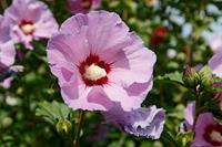 Tuinplant.nl Hibiscus