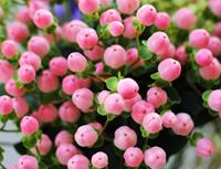 Tuinplant.nl Hertshooi