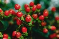 Tuinplant.nl Hertshooi