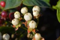 Tuinplant.nl Hertshooi