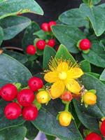 Tuinplant.nl Hertshooi