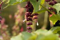 Tuinplant.nl Fazantenbes
