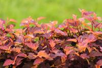 Tuinplant.nl Sneeuwbalspirea