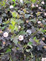 Tuinplant.nl Sneeuwbalspirea