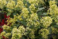 Tuinplant.nl Skimmia