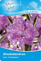 Tuinplant.nl Rhododendron
