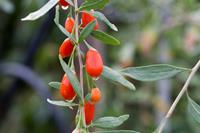 Tuinplant.nl Boksdoorn of Goji Bes