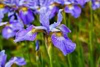 Tuinplant.nl Sibirische lis