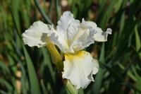 Tuinplant.nl Sibirische lis
