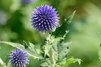 Tuinplant.nl Kogeldistel