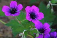 Tuinplant.nl Ooievaarsbek