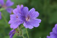 Tuinplant.nl Ooievaarsbek