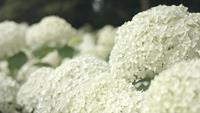 Tuinplant.nl Nieuwste hortensia
