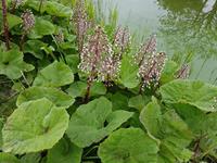 Tuinplant.nl Groot hoefblad