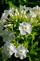 Tuinplant.nl Vlambloem