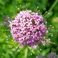 Tuinplant.nl Persische kruisjesplant