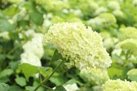Tuinplant.nl Hortensia