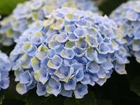 Tuinplant.nl Hortensia