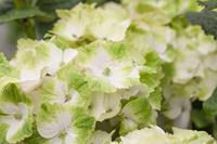 Tuinplant.nl Hortensia