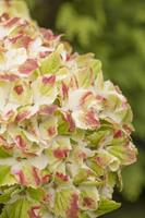 Tuinplant.nl Hortensia
