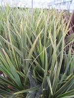 Tuinplant.nl Cordyline