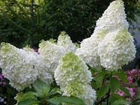 Tuinplant.nl Pluimhortensia