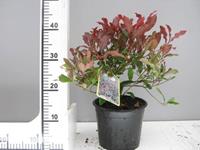 Tuinplant.nl Glansmispel