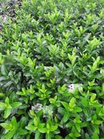 Tuinplant.nl Japanse Kardinaalshoed