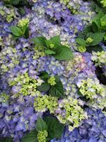 Tuinplant.nl Vroegbloeiende boerenhortensia