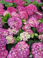 Tuinplant.nl Boerenhortensia