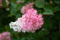 Tuinplant.nl Pluimhortensia