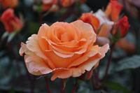 Tuinplant.nl Oranje Struikroos