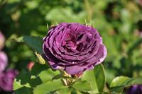 Tuinplant.nl Purper Trosroos
